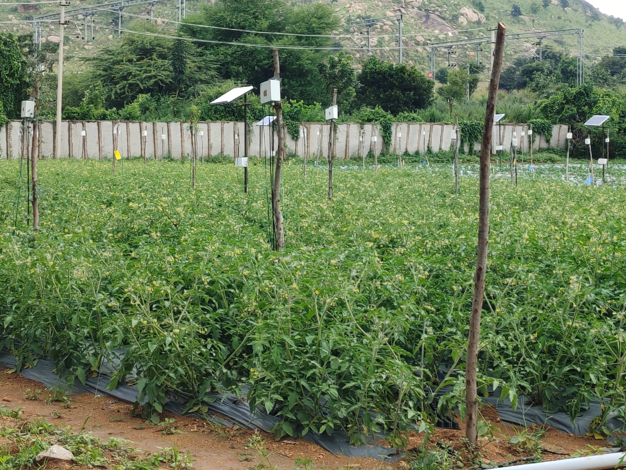 Tomato Farming with sensors