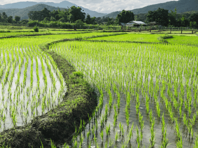 AgWise Pulse (14)