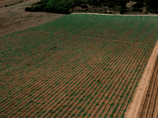 AgWise Pulse (17)